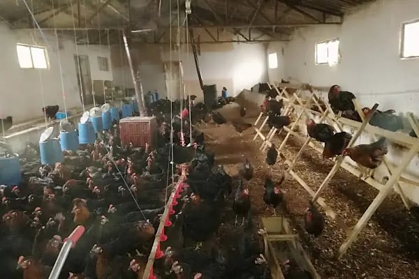 Akgül Organik Tavuk Çiftliği - Resim 4