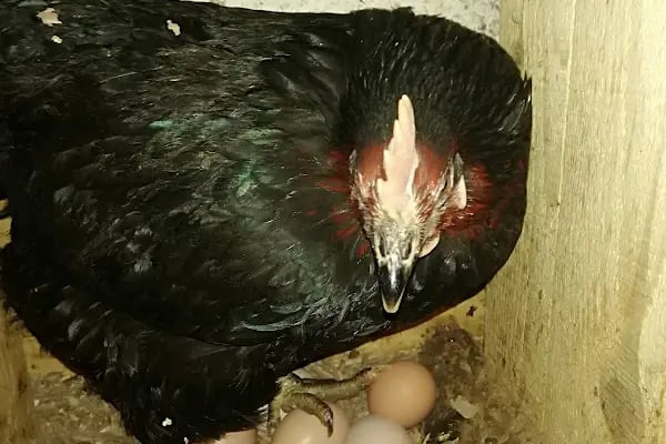 Akgül Organik Tavuk Çiftliği - Resim 2