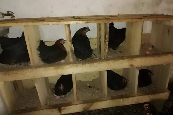 Akgül Organik Tavuk Çiftliği - Resim 3