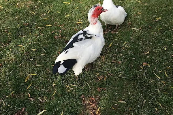 Tekirdağ Büyükşehir Belediyesi Gölbaşı Gençlik Parkı - Resim 15
