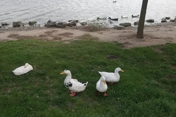 Tekirdağ Büyükşehir Belediyesi Gölbaşı Gençlik Parkı - Resim 18