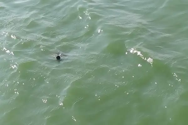 Tekirdağ Büyükşehir Belediyesi Gölbaşı Gençlik Parkı - Resim 13