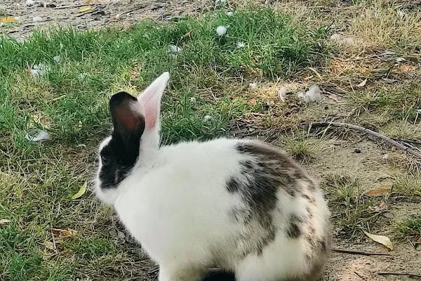 Tekirdağ Büyükşehir Belediyesi Gölbaşı Gençlik Parkı - Resim 5