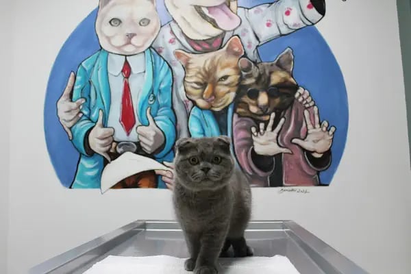 VetPraxis Veteriner Kliniği - Resim 13
