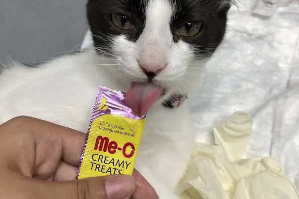 VetPraxis Veteriner Kliniği - Resim 15