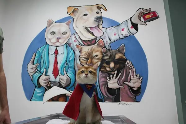 VetPraxis Veteriner Kliniği - Resim 9