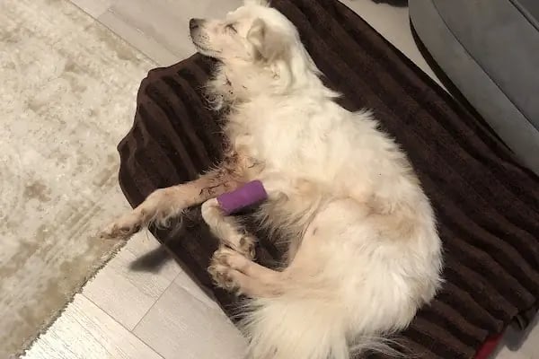 VetPraxis Veteriner Kliniği - Resim 19