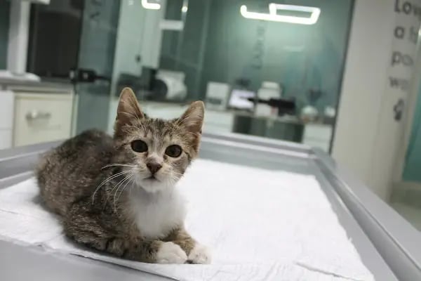 VetPraxis Veteriner Kliniği - Resim 4