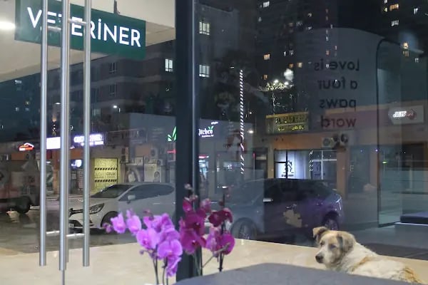 VetPraxis Veteriner Kliniği - Resim 11