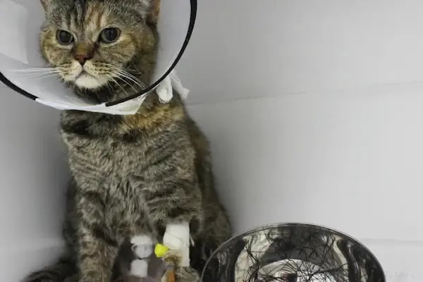 VetPraxis Veteriner Kliniği - Resim 5