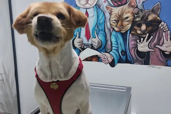 VetPraxis Veteriner Kliniği - Resim 3