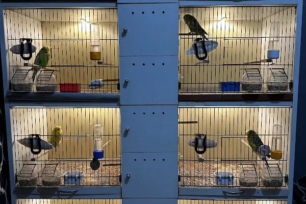 Karaca Petshop Yılmaz Gümüş - Resim 4