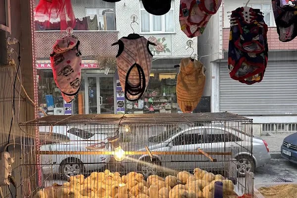 Karaca Petshop Yılmaz Gümüş - Resim 2