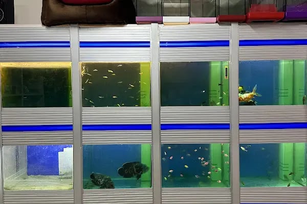 Karaca Petshop Yılmaz Gümüş - Resim 10