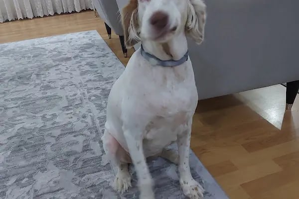 CediVet Veteriner Kliniği - Resim 9