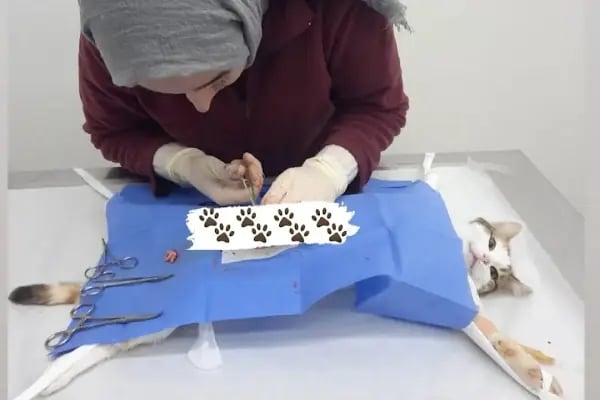 YILMAZLAR VETERİNER KLİNİĞİ - Resim 14