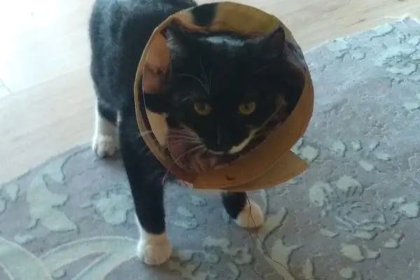 Lider Veteriner Kliniği - Resim 3