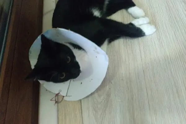Lider Veteriner Kliniği - Resim 5