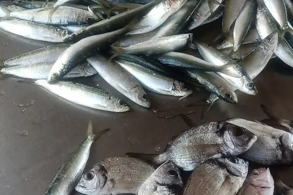 Turgutreis balıkçı kafe - Resim 13
