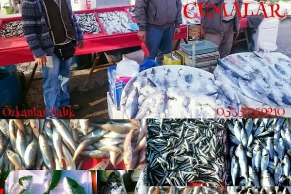 Özkanlar balık ve manav - Resim 5
