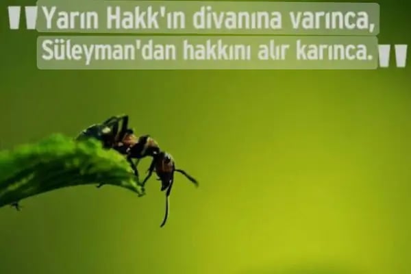 Orkidepark Konutları (Gültepe Toki 4. Etap) - Resim 3