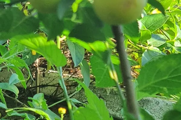 Karaağaç Green Edirne - Resim 20