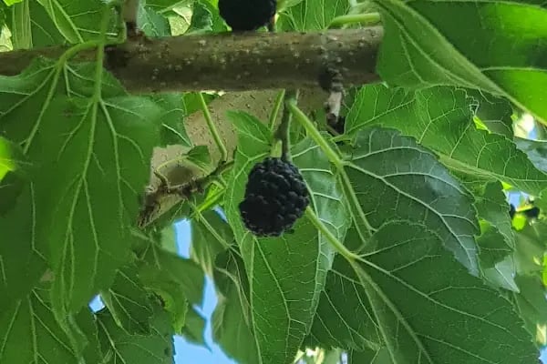Karaağaç Green Edirne - Resim 19