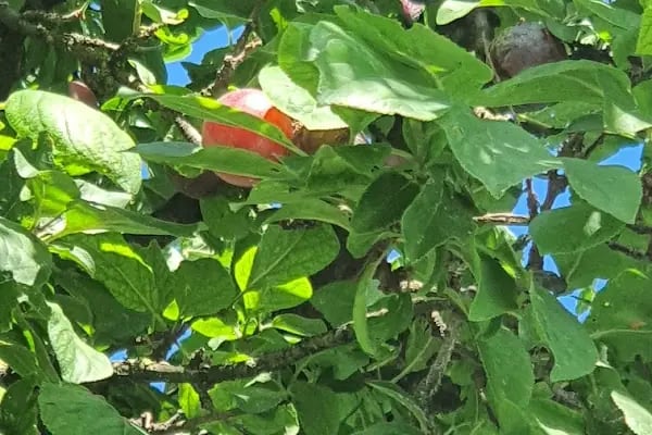 Karaağaç Green Edirne - Resim 17