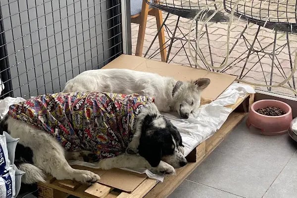 Vetlife Veteriner Kliniği - Resim 9