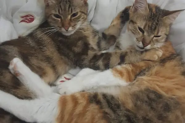 Vetlife Veteriner Kliniği - Resim 18