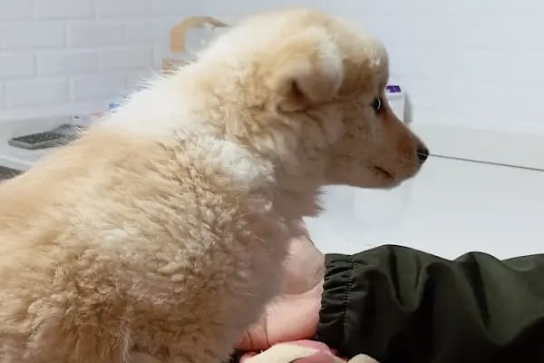 Vetlife Veteriner Kliniği - Resim 19
