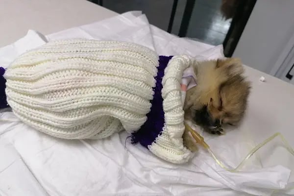 Vetlife Veteriner Kliniği - Resim 13