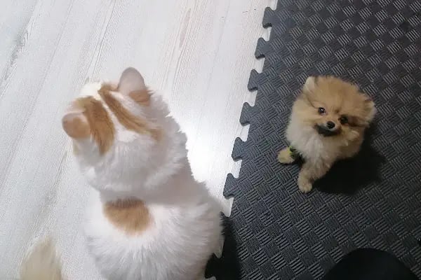 Vetlife Veteriner Kliniği - Resim 16