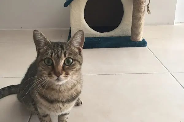 Vetpol Veteriner Kliniği - Resim 12