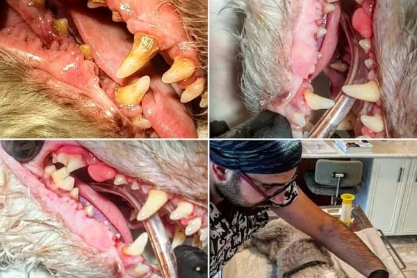 Kartopu Veteriner Kliniği - Resim 20