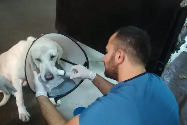 Kartopu Veteriner Kliniği - Resim 17