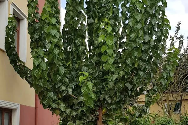 Tayakadın Merkez Camii - Resim 20