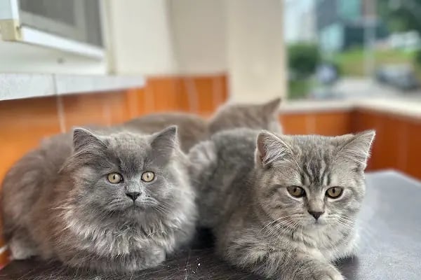 Salih Trabzon Akvaryum Pet Shop Galerisi - Resim 5