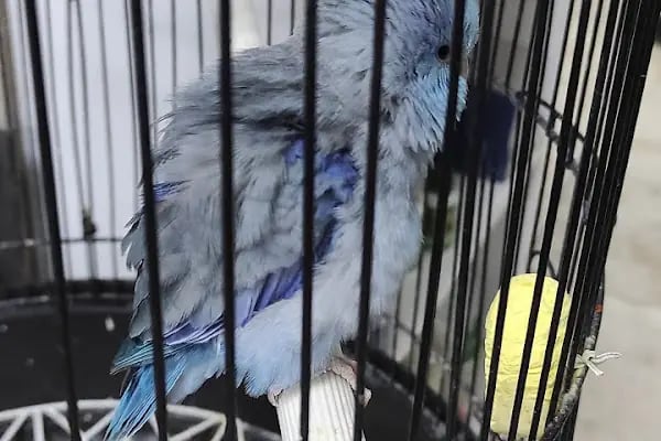 Salih Trabzon Akvaryum Pet Shop Galerisi - Resim 15