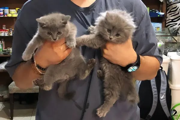 Salih Trabzon Akvaryum Pet Shop Galerisi - Resim 20