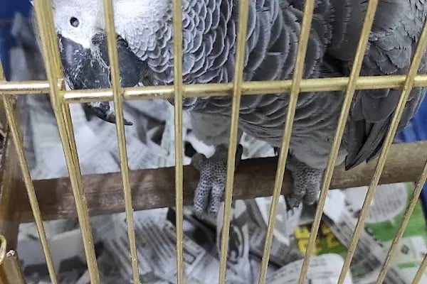 Salih Trabzon Akvaryum Pet Shop Galerisi - Resim 17