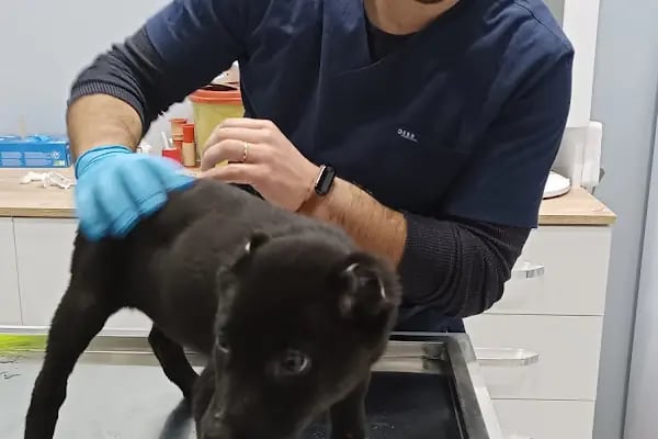 Vetapeks Veteriner Kliniği - Resim 6