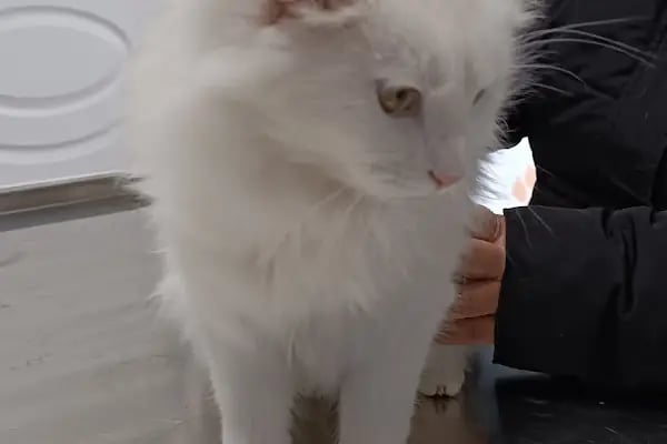 Vetapeks Veteriner Kliniği - Resim 2