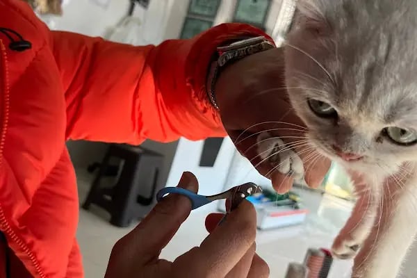 PETSHOP PET CENTER - Resim 15