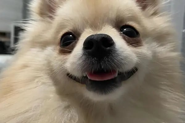 PETSHOP PET CENTER - Resim 19