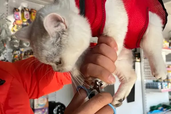 PETSHOP PET CENTER - Resim 3