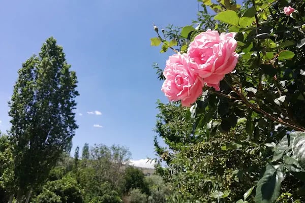 Ahmetradil Köyü Cami - Resim 12