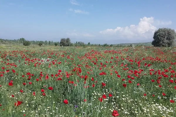 Ahırlı İlçe Jandarma Komutanlığı - Resim 3