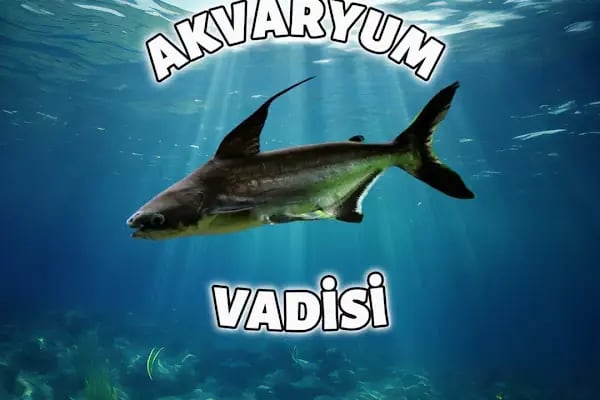 Mekân Malawi Petshop &amp; Akvaryum - Resim 1