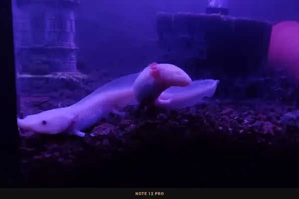 Mekân Malawi Petshop &amp; Akvaryum - Resim 5